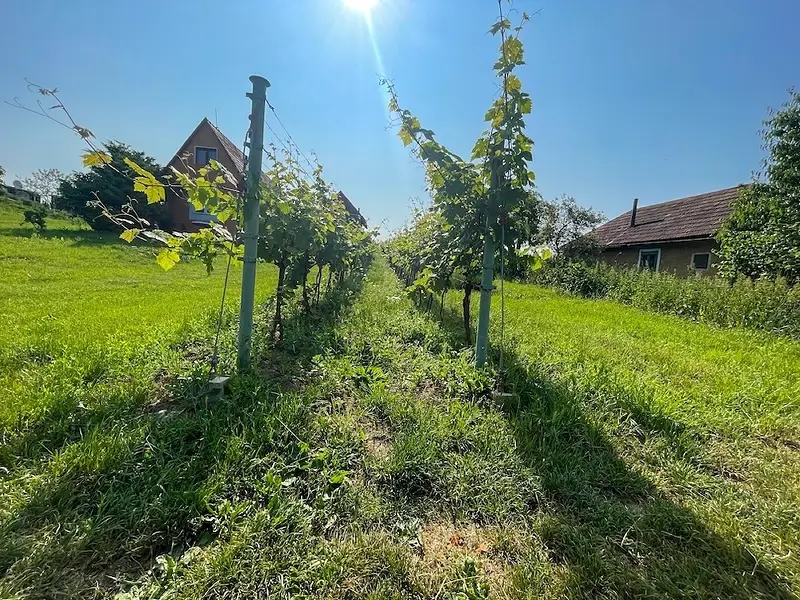 Viničný dom s Vinohradom na predaj, Melek – foto 7